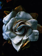 Gandhraj (November 2018). Aged Gardenia jasminoides Enfleurage Extrait. Organic gardenia perfume. Biodynamic