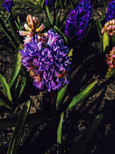 Hyacinth Enfleurage.