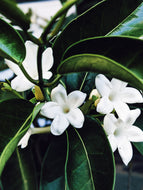 Hawaiian Wedding Flower. Madagascar Jasmine Enfleurage Extrait. Organic.