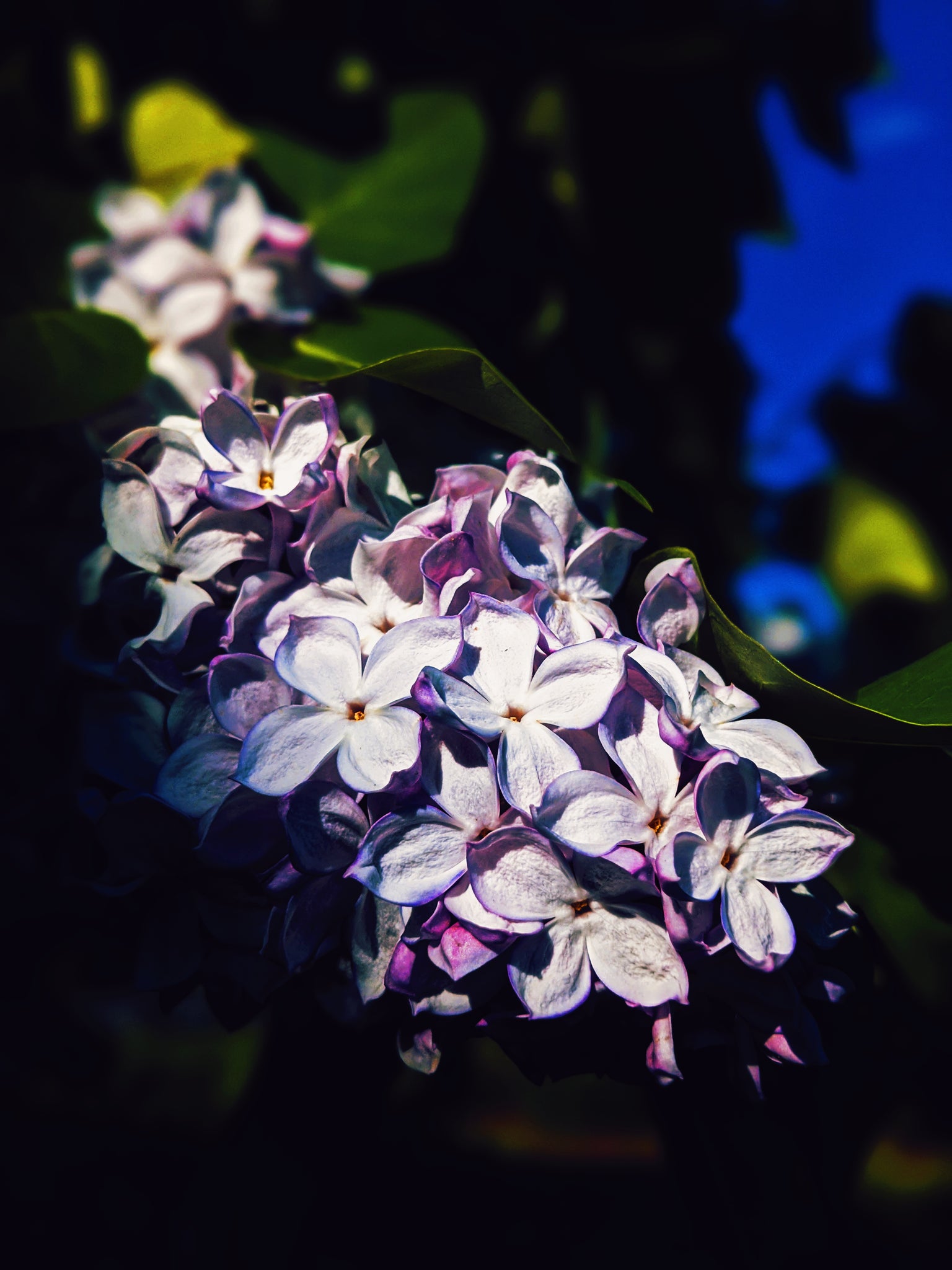 Lilac Perfume. Organic Enfleurage Extrait by Wild Veil.