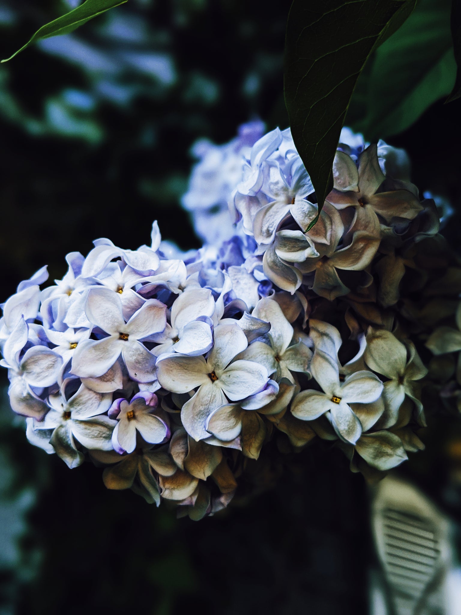 Allerleirauh. Lilac Enfleurage Perfume. Lilac Enfleurage, Apricot, Oakmoss,  Rosa Damascena, White Cedar. Vegan Fairy Tale Scent. July 2023 -  Canada