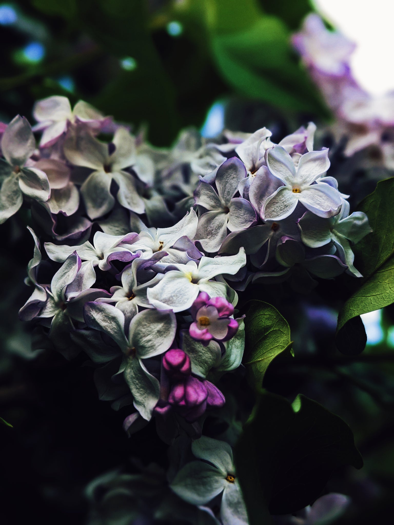 Lilac Perfume. Organic Enfleurage Extrait by Wild Veil.