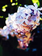 Lilac and Peach Honey Enfleurage.