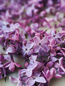 Nīla. Lilac Enfleurage Extrait. Organic Lilac Perfume.