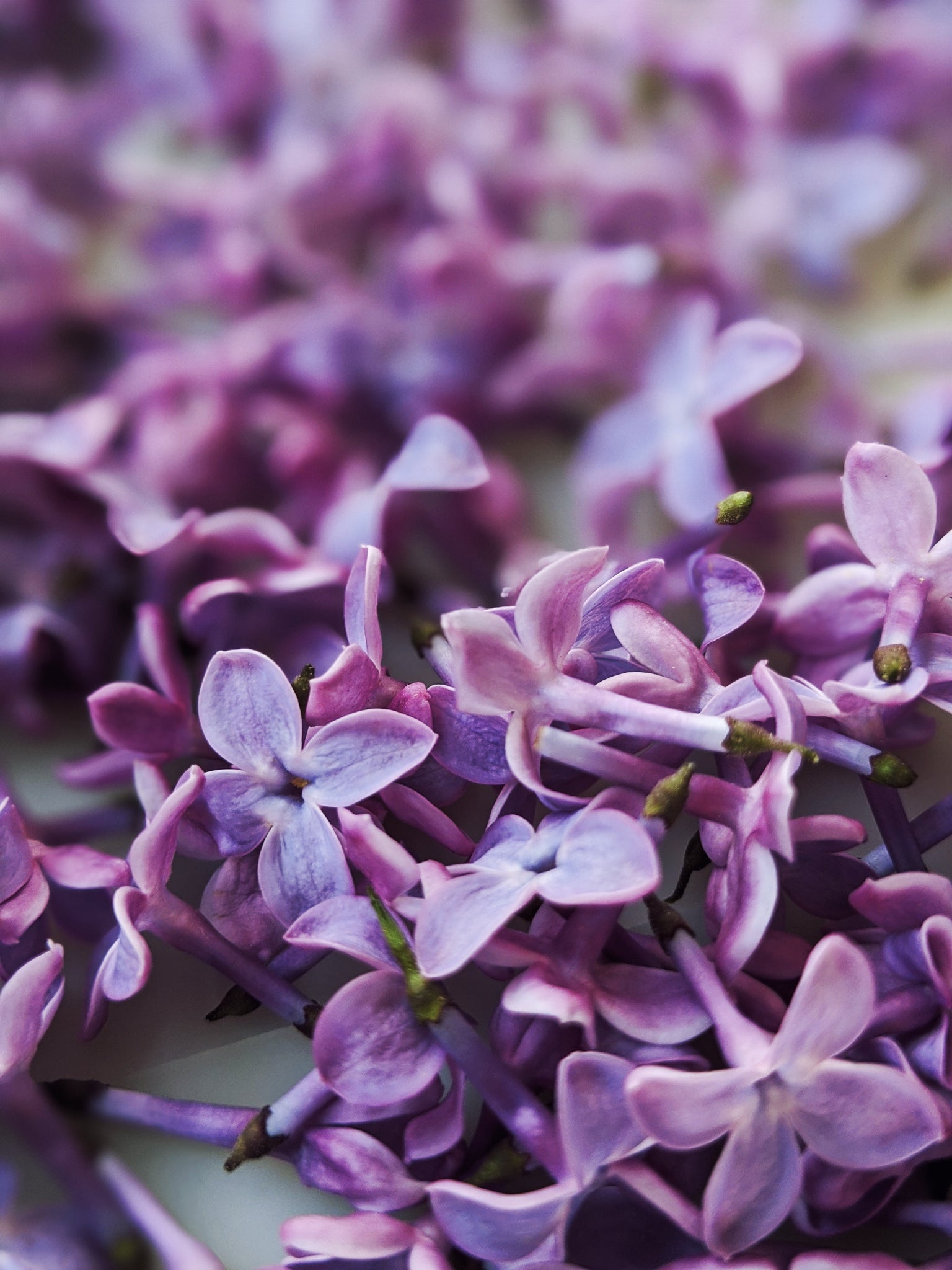 Lilac – a pure and tender fragrance, combining spring freshness and gentle  femininity - Contemporary blog for branded perfumery.