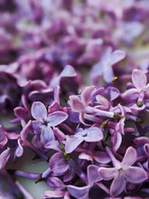 Load image into Gallery viewer, Nīla. Lilac Enfleurage Extrait. Organic Lilac Perfume.
