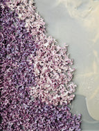 Lilac and Wild Propolis Enfleurage.