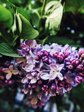 Load image into Gallery viewer, Lilac Wine. enfleurage perfume. effervescent and longlasting lilac fougère
