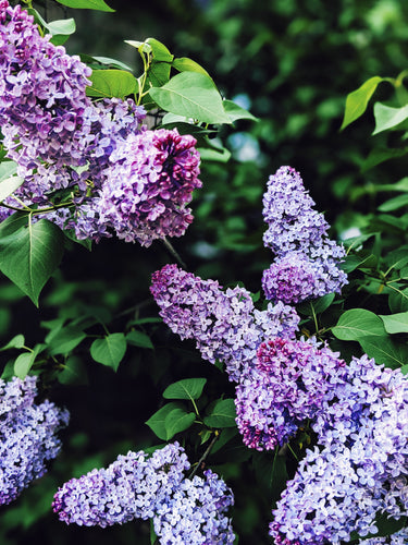 Lilac and Wild Vermont Fir Balsam Enfleurage.
