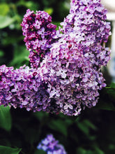 Load image into Gallery viewer, Lilac and Labdanum Enfleurage.