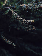 Lunatic. natural perfume. mad forest. tarragon vamps and swoons for tuberose. April 2023