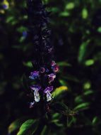 Persephone. natural perfume. jasmine, oud, sandalwood, lime, labdanum. March 2025