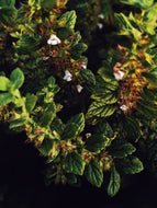 Veritas. natural perfume. flowering trees with glowing veins of holy nectar. February 2026