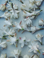 Tuberose Enfleurage.