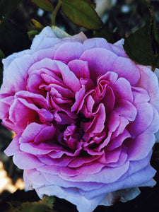 Nā'ū 15 • Forest gardenia. Natural perfume in honor of Gardenia brighamii.