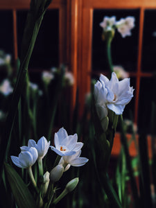 Narcissus and Assam Agarwood Enfleurage.
