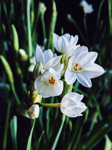 Narcissus and Assam Agarwood Enfleurage.