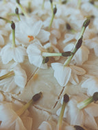 Yellow Musk. enfleurage perfume. narcissus, vanilla, musk tonquin, sandalwood, oud, rose. July 2023