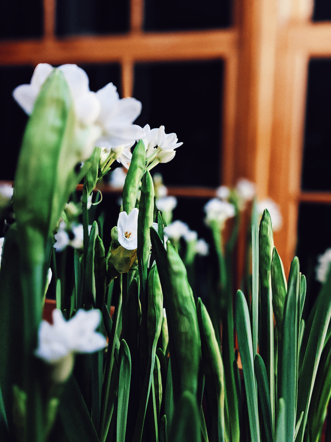 White narcissus perfume Clearance