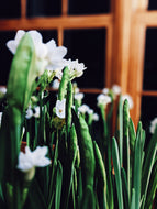 Narcissus Paperwhite Enfleurage.