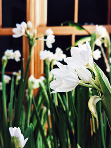 Narcissus Paperwhite Enfleurage.