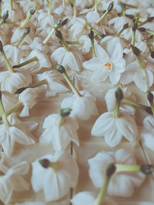 Papyrus Flower Enfleurage Extrait. Organic paperwhite narcissus perfume.