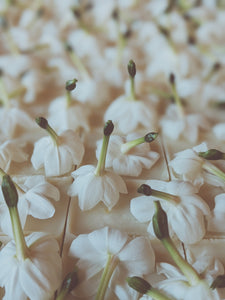 Papyrus Flower Enfleurage Extrait. Organic paperwhite narcissus perfume.