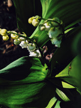 Load image into Gallery viewer, Lily of the Valley Enfleurage. June 2022