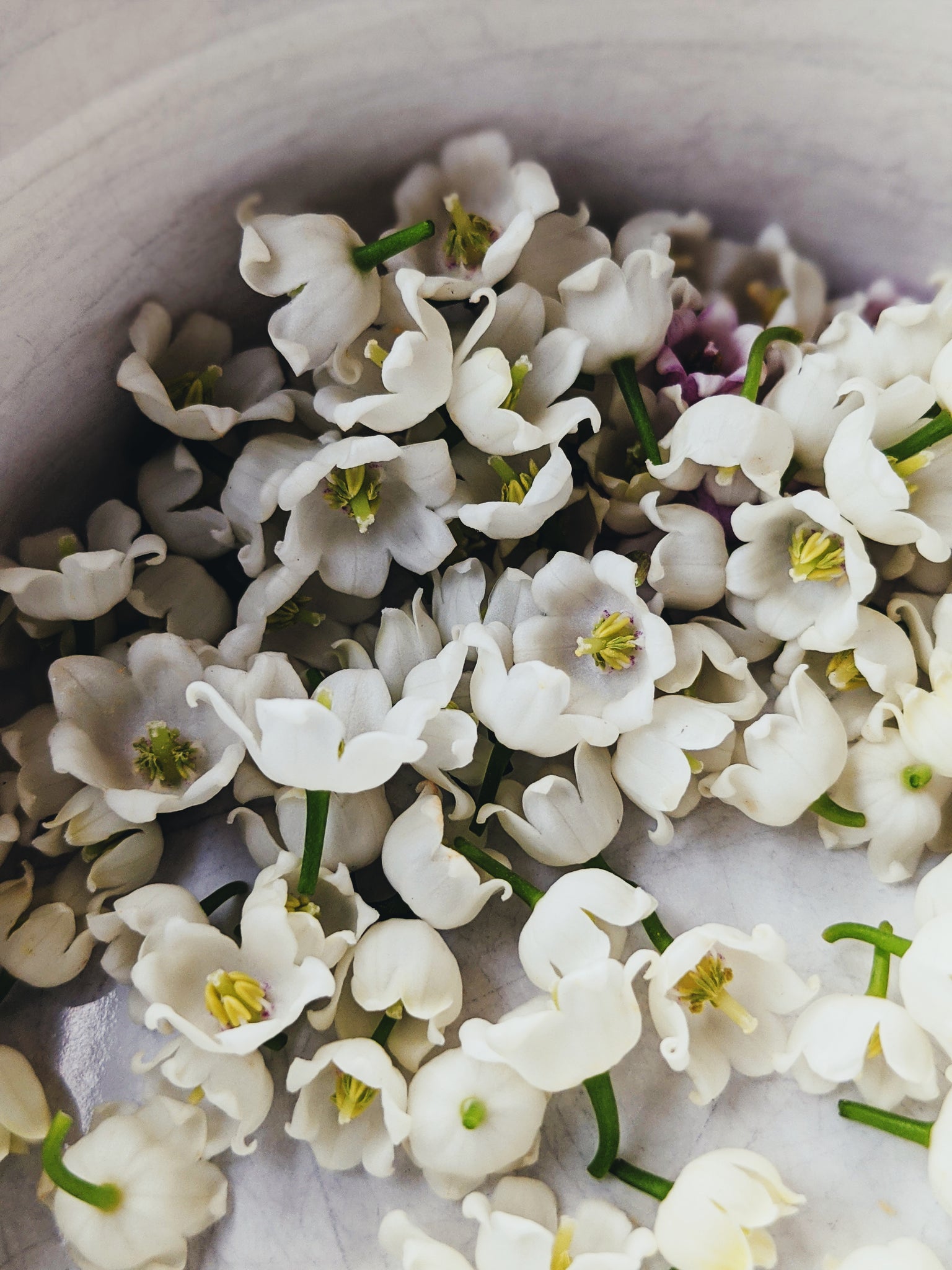 The Poisoned Garden: Lily of the Valley – The Death Scent Project