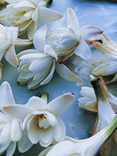 Load image into Gallery viewer, Sea Witch. natural perfume. white tropics, tuberose, coconut-amber-orange. July 2023