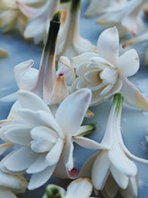Load image into Gallery viewer, Bone Flower. tuberose soliflore. single note tuberose perfume with tuberose enfleurage