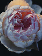 Oud Blossom. enfleurage perfume. orange blossom, oud, rose, vanilla, tonquin, sandalwood. July 2023