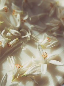 Oud Blossom. enfleurage perfume. orange blossom, oud, rose, vanilla, tonquin, sandalwood