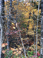 Load image into Gallery viewer, October. natural cologne: the woods in october