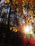 October. natural cologne: the woods in october. September 2026