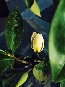 Plumeria, Banana Magnolia and Seogwang Tea Enfleurage.