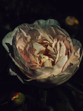 Load image into Gallery viewer, Peony Enfleurage June 2021, Central Vermont.