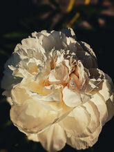 Load image into Gallery viewer, Peony Enfleurage July 2019, Central Vermont. Aged.