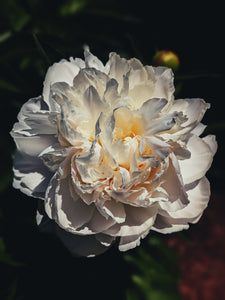 Peony Enfleurage June 2021, Central Vermont.