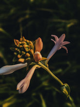 Load image into Gallery viewer, Toucan. natural perfume. tuberose, saffron, sandalwood, ginger, kaffir lime, cardamom. July 2022