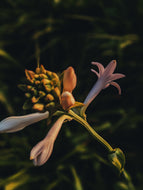 Toucan. natural perfume. tuberose, saffron, sandalwood, ginger, kaffir lime, cardamom. August 2024