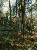 Woods. Natural perfume fixative. Woods base notes.
