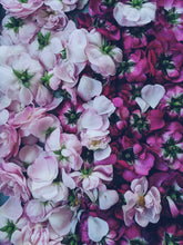 Load image into Gallery viewer, Peach Iris. enfleurage perfume. orris root, peach, rose, apricot, osmanthus, stephanotis
