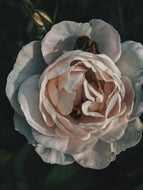 Hollow Sow ♉︎ solid perfume from enfleurage. mint, honey dates, raw cacao, orange blossoms, roses, theobroma, animalic musk. December 2021