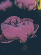 Peony and Balsam Poplar Bud Enfleurage.