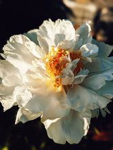 Load image into Gallery viewer, Peony and Balsam Poplar Bud Enfleurage.