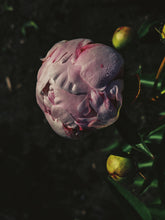Load image into Gallery viewer, Peony and Balsam Poplar Bud Enfleurage.