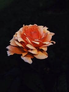 Peach Iris. enfleurage perfume. orris root, peach, rose, apricot, osmanthus, stephanotis. October 2023
