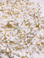 Magdalene's Feet. limited edition botanical perfume. pepper, sand, henna, sheep, gardenia, orange blossom, angel wing jasmine. August 2022
