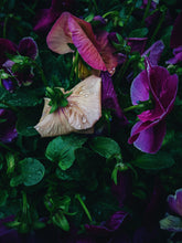 Load image into Gallery viewer, Lovers. natural perfume. botanical tarot fragrance. anise and violet